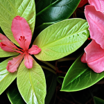 **

Close-up of Azalea and Rhododendron leaves side-by-side. Azalea leaves: small, thin, textured. Rhododendron leaves: large, thick, glossy. Highlight differences in shape and texture.

**